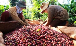 Giá cà phê hôm nay 17/11: Bất ngờ tăng mạnh 600 - 700 đồng/kg tại các vùng trọng điểm