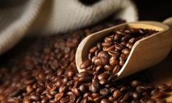 Giá cà phê hôm nay 26/11: Bất ngờ đảo chiều tăng giá ở các vùng trọng điểm