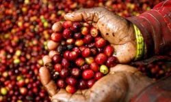 Giá cà phê hôm nay 3/12: Tăng mạnh trong khoảng 31.700 - 32.100 đồng/kg