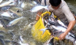 Mừng hay lo khi “mâm cơm người Việt” lại có cá tra