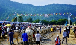 Tưng bừng Lễ hội đua bò Bảy Núi cùng Number 1 Cola
