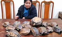 Hà Tĩnh: Phát hiện, bắt giữ người vận chuyển 15 cá thể rùa không rõ nguồn gốc