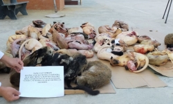 Thanh Hóa: Phá vụ tàng trữ hơn 200kg động vật hoang dã