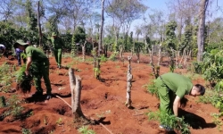 Đắk Lắk: Liên tiếp phát hiện nhiều người dân trồng cần sa trái phép trong rẫy
