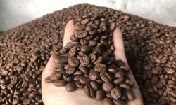 Giá cà phê hôm nay 7/1: Giảm dưới mốc 32 triệu đồng/tấn