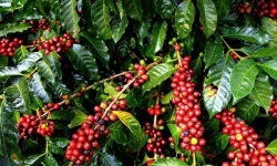 Giá cà phê hôm nay 9/1: Tiếp tục giảm về 31.300 - 31.500 đồng/kg