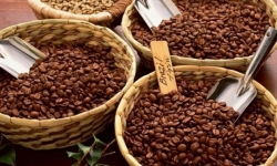 Giá cà phê hôm nay 24/1: Đồng loạt giảm 200 đồng/kg
