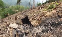 Thanh Hoá: Báo động tình trạng đốt, phá rừng trái phép tại huyện Bá Thước!