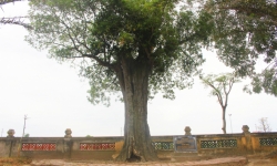 Những ‘cây thiêng’ trong Khu Di tích Đại thi hào Nguyễn Du