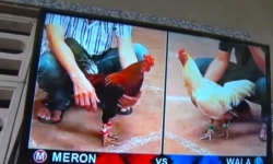 TP Hồ Chí Minh: Triệt phá “trường gà online”, bắt giữ hàng chục con bạc