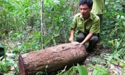 Truy tố các bị can khai thác gỗ trái phép tại Khu bảo tồn thiên nhiên Ea Sô
