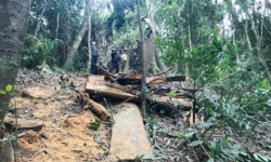 Gia Lai: Khởi tố vụ án khai thác gỗ trái phép ở xã Lơ Ku