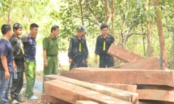 Điều tra 2 vụ phá hàng chục nghìn ha rừng tại huyện Ea Kar và Ea Suóp