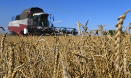 Nga vượt EU về nguồn cung lúa mì sang Bắc Phi