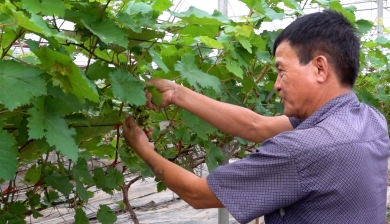 Hà Nội: Hơn 600 cây nho hạ đen đã bén rễ với vùng đất ven sông Đáy