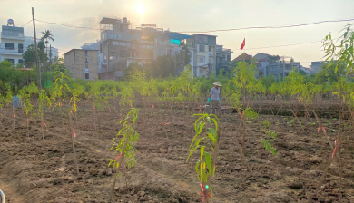 Làng đào Nhật Tân trồng hoa cúc, su hào để bán Tết