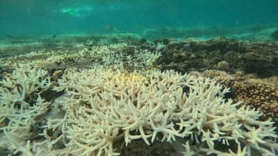 Hiện tượng tẩy trắng san hô toàn cầu lần thứ tư: Ảnh hưởng là gì?