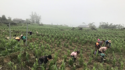 Hà Giang: Mưa đá làm thiệt hại hàng trăm hecta cây rau màu