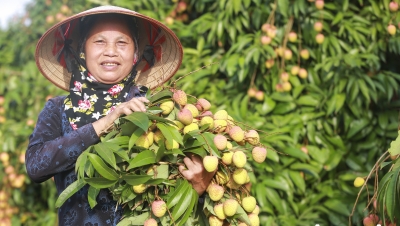 Hải Dương: Người dân huyện Thanh Hà phấn khởi thu hoạch vải khi được giá cao