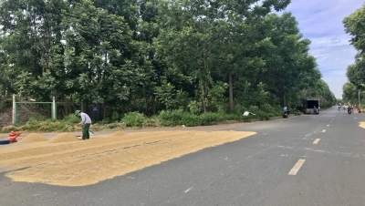Hà Nội: Xử lý tình trạng phơi thóc lúa trên đường gây mất an toàn giao thông