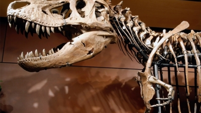 Bộ xương khủng long 76 triệu năm tuổi được bán đấu giá ở New York