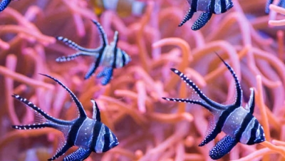 Chiêm ngưỡng những sinh vật đẹp và độc đáo nhất thế giới đại dương