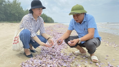Nhiều vạt ngao giấy trôi dạt bờ biển Hải Lĩnh, Thanh Hoá