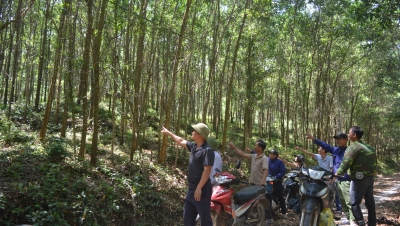 Huyện Nam Đàn đề xuất chuyển đổi 491,46 ha rừng đặc dụng sang rừng sản xuất