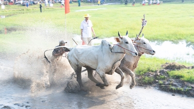 Hào hứng Lễ hội đua bò vùng Bảy Núi