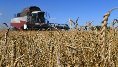 Nga vượt EU về nguồn cung lúa mì sang Bắc Phi