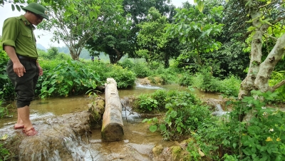 Phát hiện nhiều lóng gỗ trước khu nhà xây trái phép trong rừng ở Thạch Thành, Thanh Hoá