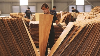 Hoa Kỳ gia hạn điều tra chống lẩn tránh thuế với gỗ dán từ Việt Nam