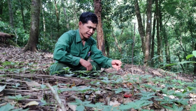 Kon Tum: Hỗ trợ người dân khắc phục thiệt hại và trồng mới sâm Ngọc Linh