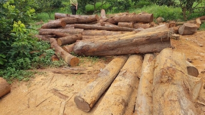 Tỉnh Gia Lai chỉ đạo khẩn trương điều tra nguồn gốc xưởng gỗ lậu ở biên giới