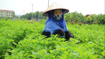 Nông dân Hà Nội kiếm bộn tiền nhờ trồng rau gia vị