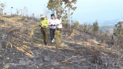 Kon Tum: Gần 9ha rừng thông bị ngọn lửa thiêu rụi