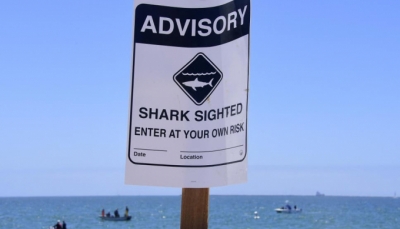 Cá mập tấn công tử vong người lướt sóng tại Mỹ
