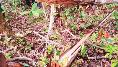 Chủ tịch tỉnh Bắc Kạn chỉ đạo xử lí nghiêm vụ phá rừng nghiêm trọng ở An Thắng