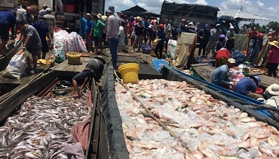 Bộ Tài nguyên và Môi trường đề nghị xác định nguyên nhân cá chết trên sông La Ngà