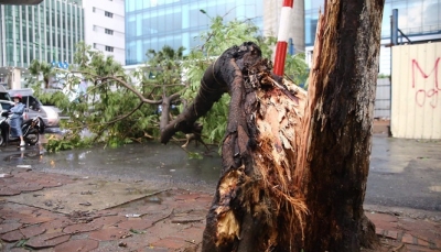 Hà Nội: Mưa dông diện rộng một nạn nhân tử vong vì cây đổ trúng người