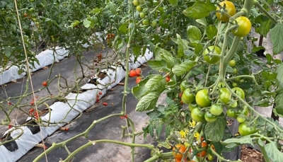 Phiên chợ Tuần nông sản an toàn thực phẩm 2020: Bộ NN&PTNT trao giải thưởng cho sản phẩm cà chua cherry Langbiang