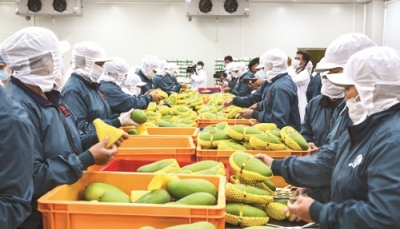 EVFTA thúc đẩy xây dựng chuỗi giá trị nông sản Việt