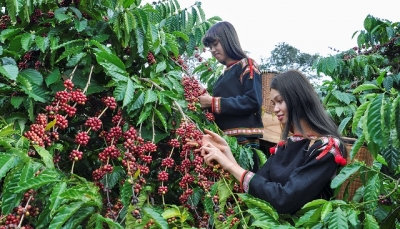 Xuất khẩu cà phê của Việt Nam đạt xấp xỉ 2,3 tỷ USD