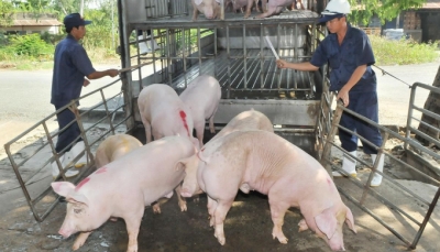 Doanh nghiệp đua nhau nhập lợn hơi Thái Lan về giết mổ