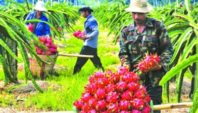 Tồn dư “hóa chất” - điểm nghẽn của nông sản Việt ở EVFTA?