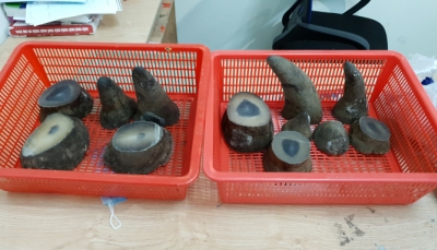 Hải quan Tân Sơn Nhất bắt giữ 6,2 kg nghi sừng tê giác