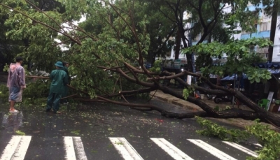 Nhiều cây xanh tại Đà Nẵng bị gãy đổ do ảnh hưởng cơn bão số 5