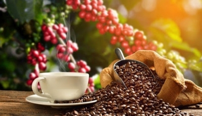 Giá cà phê hôm nay 27/1: Ổn định quanh mốc 31.200 đồng/kg