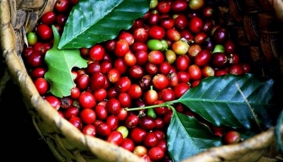 Giá cà phê hôm nay 1/2: Tăng nhẹ lên trên 31.000 đồng/kg