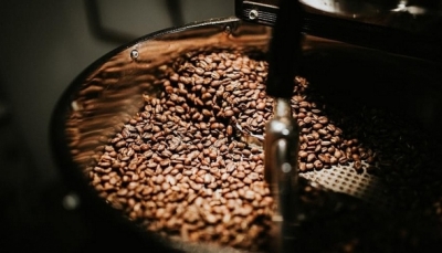 Giá cà phê hôm nay 4/2: Điều chỉnh giảm 300 - 600 đồng/kg